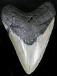 Bargain Megalodon Tooth - North Carolina #22949-1